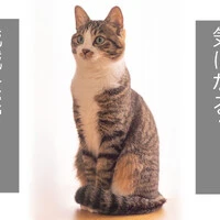 画像303