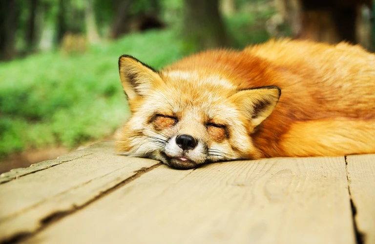 深い睡眠とリフレッシュを手に入れる鍼灸アプローチ
